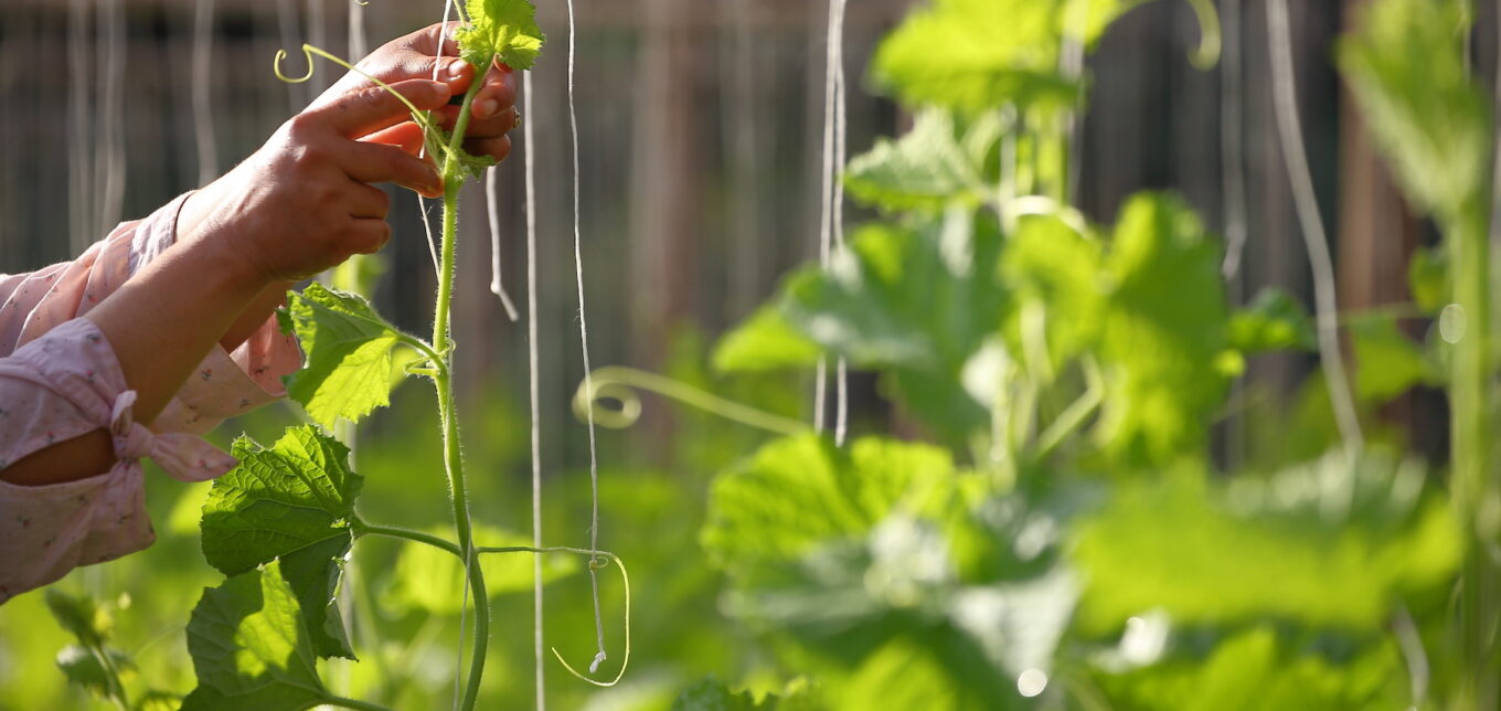 DIY Vertical Vegetable Gardening Systems – Mother Earth News - Vimarsana News